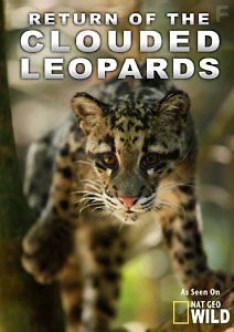 Возвращение дымчатых леопардов