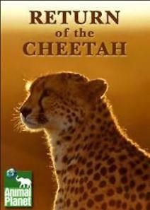 Возвращение гепарда