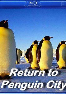 Возвращение в город пингвинов