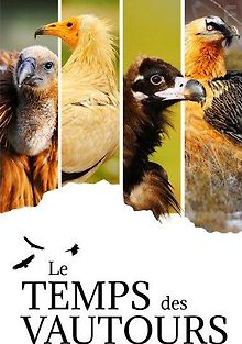 Возвращение ястребиных