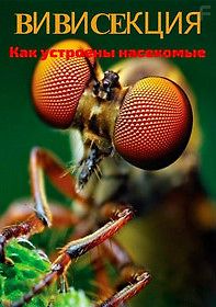 ВВС: Вивисекция. Как устроены насекомые