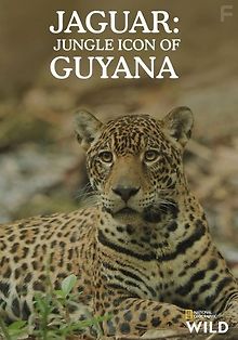 Ягуар: символ джунглей из Гайаны