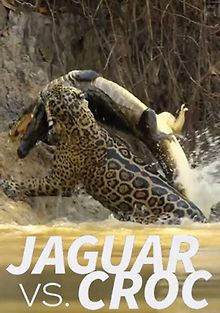 Ягуары против крокодилов
