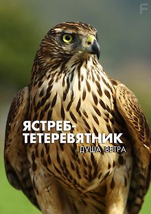 Ястреб-тетеревятник. Душа ветра