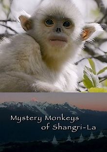 Загадочные обезьяны Шангри-Ла