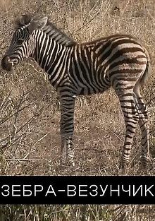 Зебра-везунчик