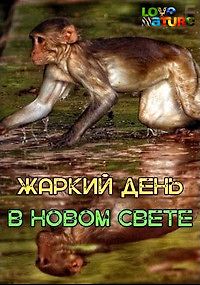 Жаркий день в Новом Свете
