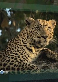 Живая природа: прямой репортаж