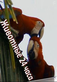 Животные 24 часа