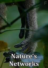 Живой мир. Величайшая социальная сеть