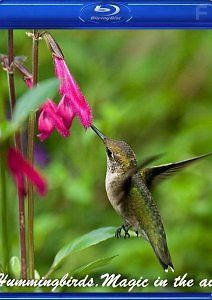 Жизнь колибри. Волшебство в воздухе