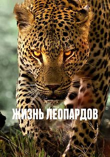 Жизнь леопардов