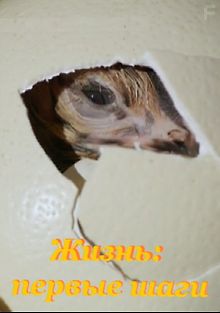 Жизнь: первые шаги