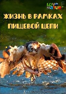 Жизнь в рамках пищевой цепи