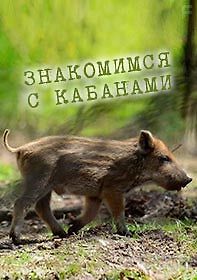 Знакомимся с кабанами