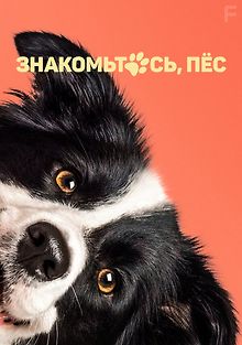 Знакомьтесь, пёс