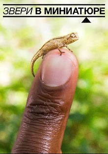 Звери в миниатюре
