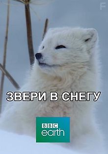 Звери в снегу