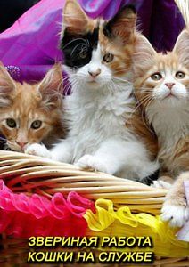 Звериная работа. Кошки на службе