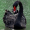 Black Swan