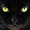 Чёрная кэт